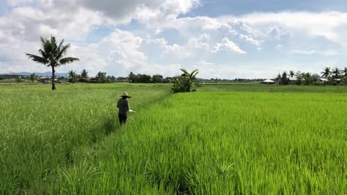 Person Walking Through Lush Green Rice Field
