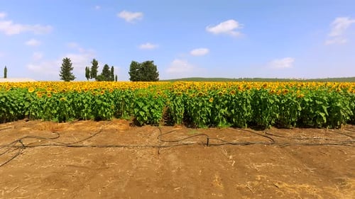 Sunflower field with rows of bright yellow large Sunflowers