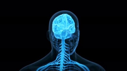 Digitales leuchtendes menschliches Gehirn mit komplexer Netzwerkvisualisierung des Nervensystems