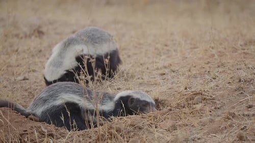 Honey badger digging burrow in slow motion as second honey badger approaches from behind