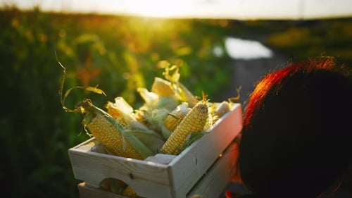 Caucasian Young Beautiful Woman Farmer Walks Through Field and Carries in Hands Box with Harvested