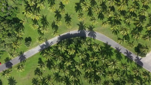 Plam and coconut tree plantation with road in the middle. Beautiful touristic tropical destination w