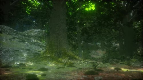 Tree Roots and Sunshine in a Green Forest