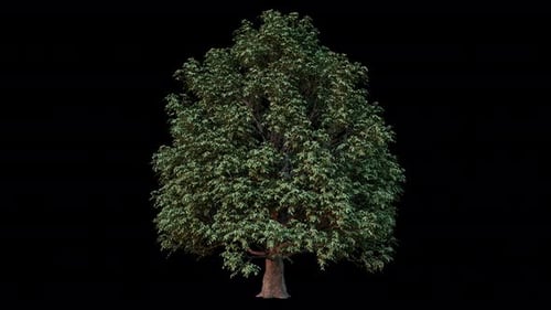 3D Platanus Tree with Alpha Channel | Loopable Transparent Background