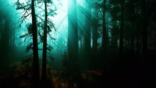 La forêt de séquoias, un paradis dense d'arbres imposants
