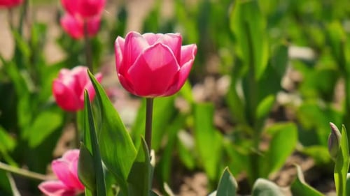Pink Tulip Flowers Blooming in the Garden Field Landscape Beautiful Spring Garden with Many Red