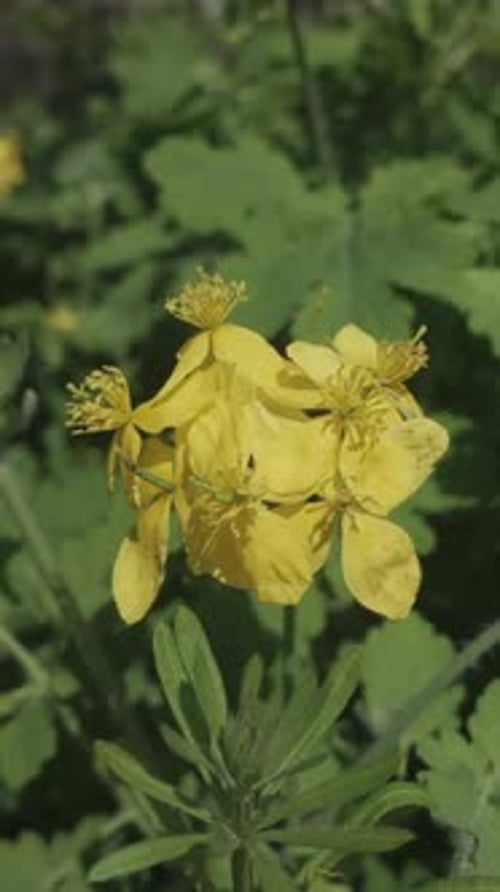 Celandine Poppy Flowers Blossoming in the Spring Sunshine