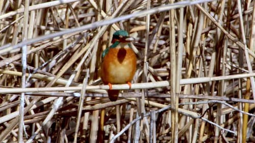 A Common Kingfisher (alcedo atthis) in the Reed, Germany