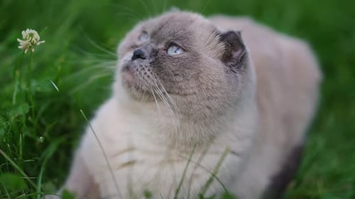 Closeup Portrait of Relaxed Calm Purebred Cat Looking Up in Slow Motion Outdoors