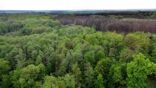 Drohnenblick über den schönen Wald.