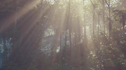 Sun Shining Through Trees in Forest