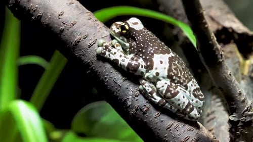 Das Leben leben, die Natur lieben: Die Perspektive eines Säugetiers