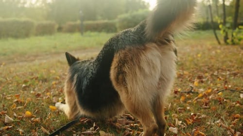 German Shepherd Dog Playing with a Toy in the Autumn Park Back View Purebred Dog Pet Walking in