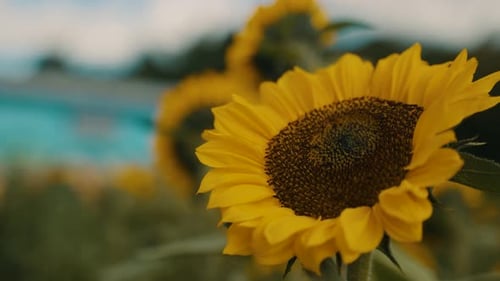 Agricultural Field With Yellow Sunflowers In Summer - close up