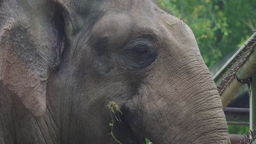 Sumatran Elephant