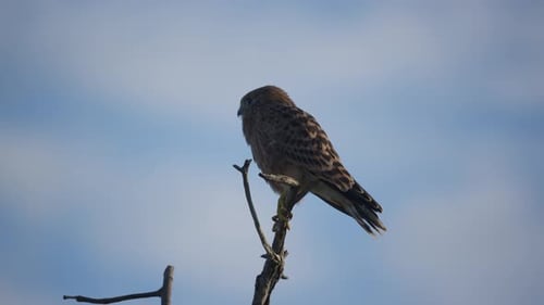 Majestic Common Kestrel Small Bird of Prey Sitting on a Treetop and Meticulously Grooming Its