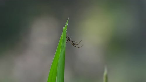 Spider skin - green rice leaf .