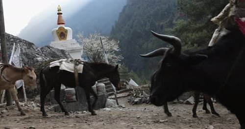 Mules and yaks walking on a trail in the mountains of Nepal.