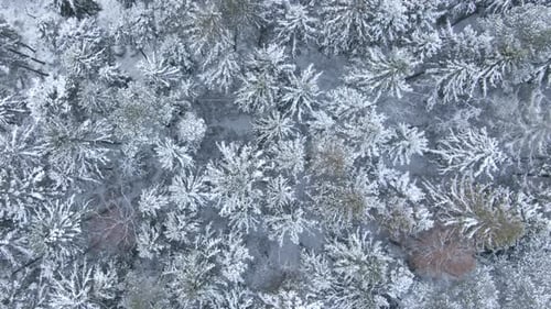 Beautiful Winter Forest Aerial View From the Drone