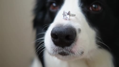 Close up of dog with ring on nose
