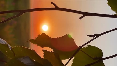 Brilliant Sunset Through Delicate Green Leaves