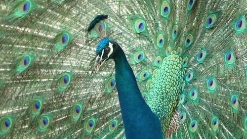 Close Up of a Peacock Displaying its Plumage