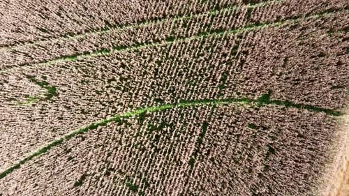 Panorama rural landscape. Countryside scenery aerial view. Plantation agriculture field. Green backg