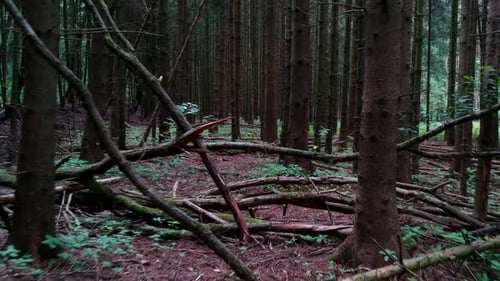 Mäßig schneller Dolly schoss auf niedriger Ebene durch einen dichten und dunklen Kiefernwald. Die Bäume sind alle kahl