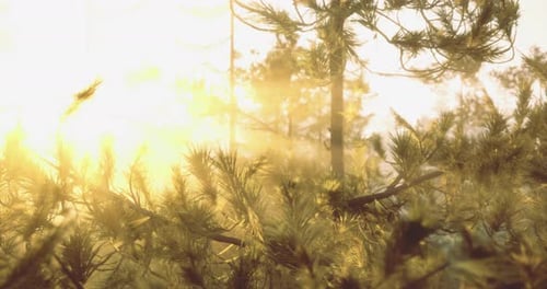 Golden Sunlight Filters Through Pine Tree Branches in Serene Forest Setting