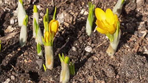 Spring Primroses Crocuses Blooming