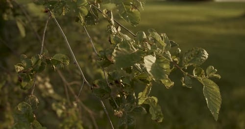 Sunlit green leaves gently swaying in the breeze on a sunny day