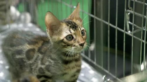 Looking up from inside its kennel, a Bengal cat also known as the Cashmere cat is displayed in a zoo
