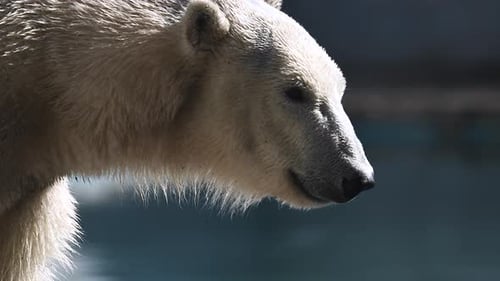 Wunderschöne Portraitaufnahmen eines Eisbären in der Naturlandschaft in der Nähe von kaltem Wasser des Ozeans zeigen seinen langen