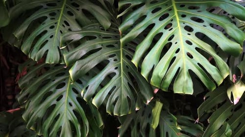 Green Thicket Jungle with Monstera Leaves Background Tropical Flora and Plants