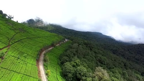 Tea Plantation in Ciwidey Hill