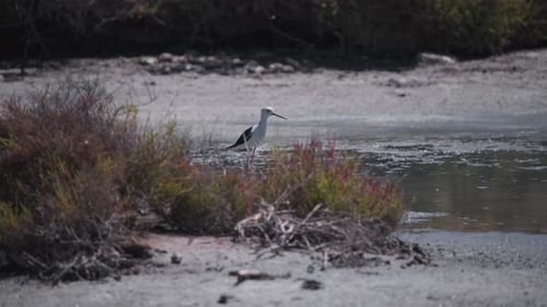 Black-Necked Stilt Standing in Natural Wetland Habitat