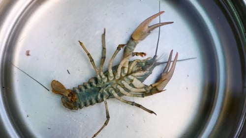 crayfish on wooden board, inside plastic bag or in bowl with water, turned on back.