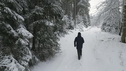 A snow-covered forest trail, with a solitary figure walking amidst serene winter beauty.