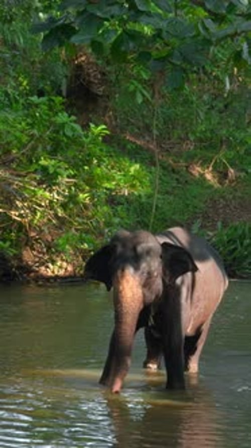 Beautiful Playful Elephant Bathing in the River Action Tropical Green Forest and Dirty Brown River