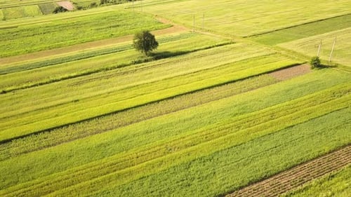Aerial View of Green Agriculture Fields in Spring with Fresh Vegetation After Seeding Season