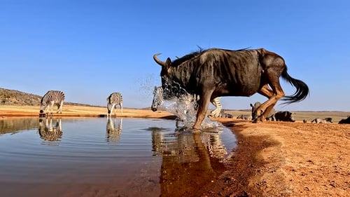 Wildebeest Zebras and Rhinos at Waterhole