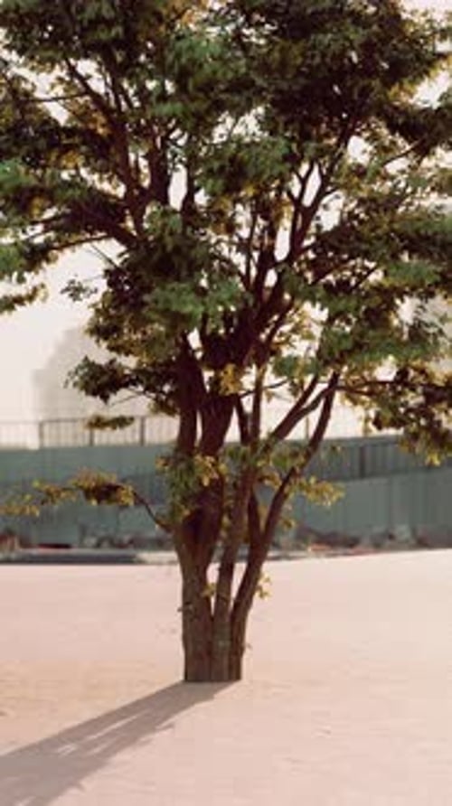 Small Tree Growing in Parking Lot