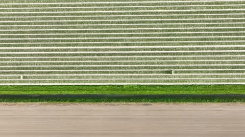 Drone view of a field of tulips. Landscape from the air in the Netherlands. Rows on the field.