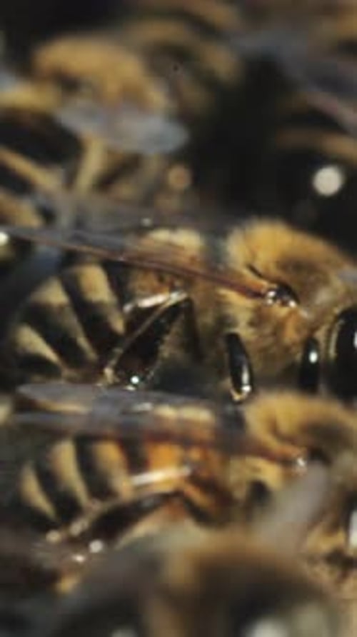 Working bees on honeycomb. Close up view of the working bees on honeycomb in summer day.