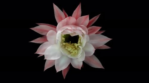 Flower Blooming, Flowers