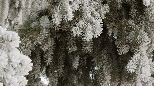 Frozen Pine Tree Branch Close Up on Winter Day