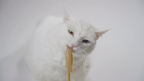 Cat Licking Treat Stick on Plain White Background