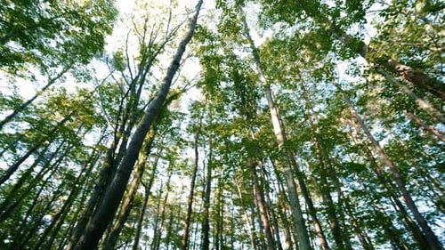 Beautiful trees in the forest. Camera movement inside the forest.