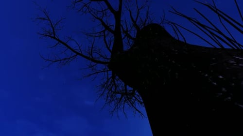 Dark Bare Tree and Moon in Night Sky Time Lapse