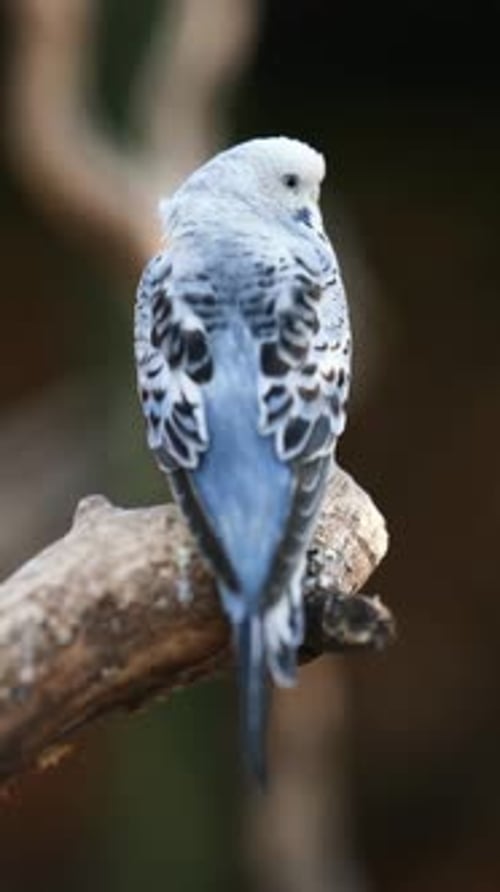 Perroquet Blue Budgerigars assis sur une branche